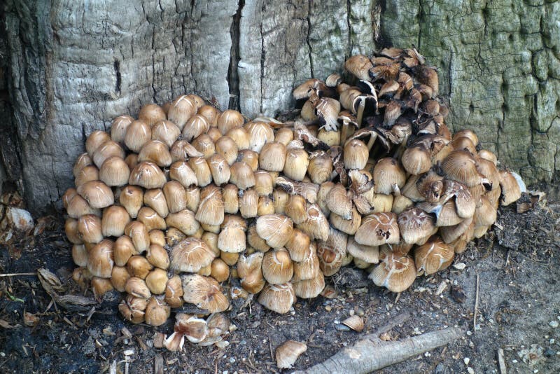 Mushrooms stock photo. Image of nature, plant, cluster 40840936