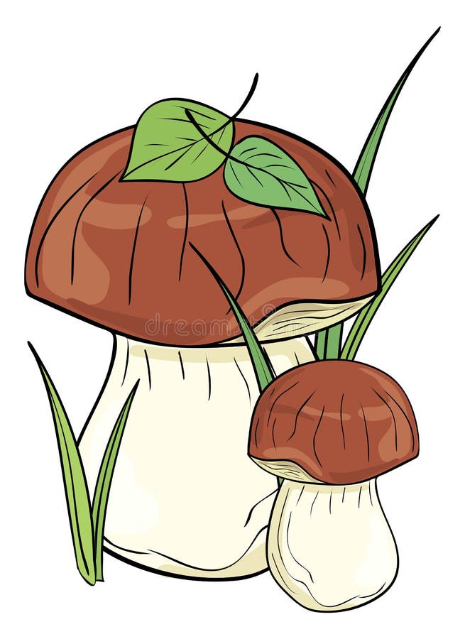 Mushrooms. Colored, Clip Art, Line Art. Isolated Illustration Stock