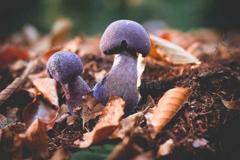 Mushrooms Cortinarius violaceus Selective Focus