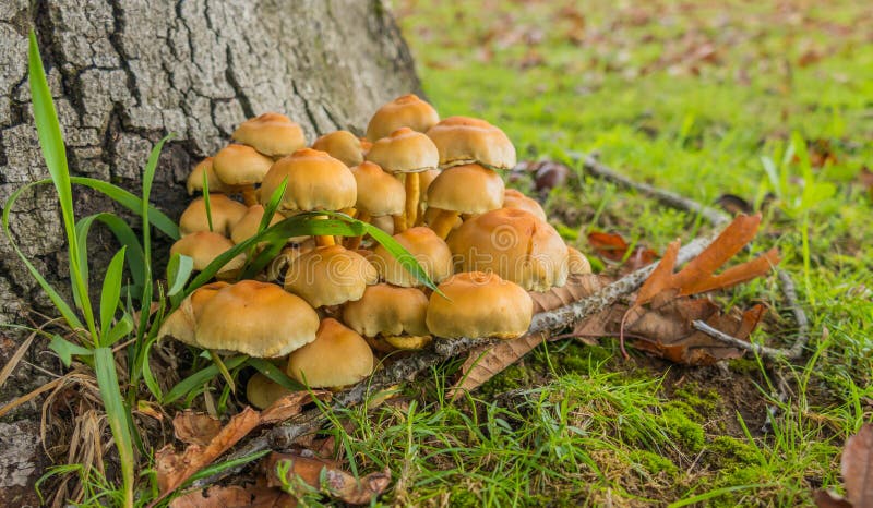 Mushrooms fairy ring marasmius oreades