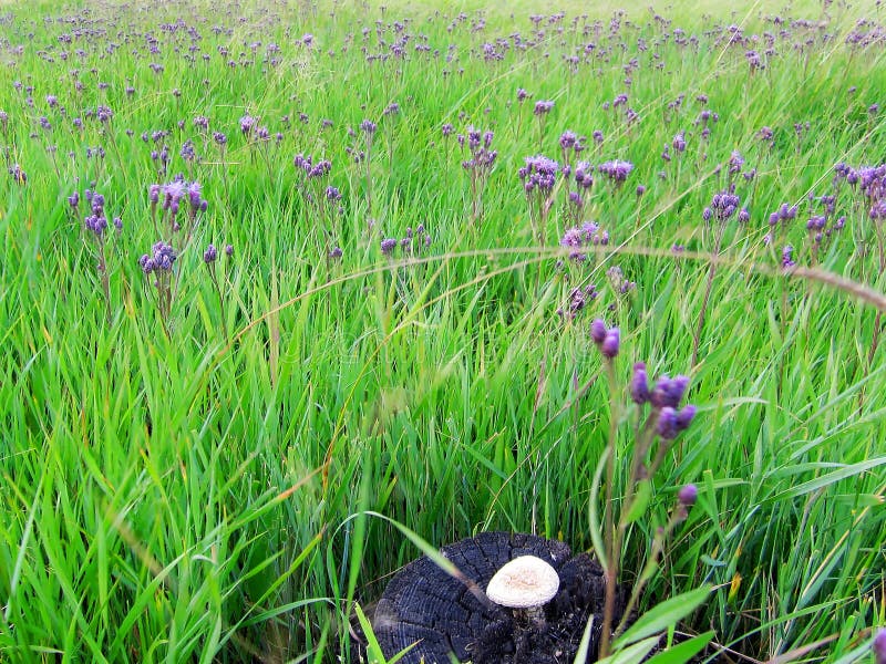 Mushrooms and flowers stock photo. Image of mushrooms 55921308