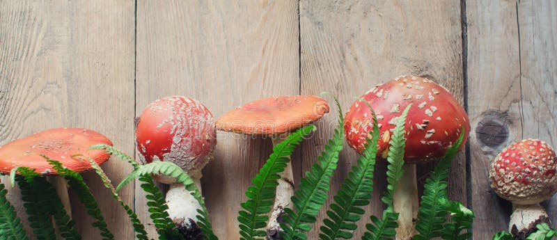 Mushrooms fly agaric