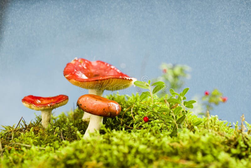 Mushrooms on the forest litter royalty free stock photo Mushrooms on the forest litter royalty free stock photo