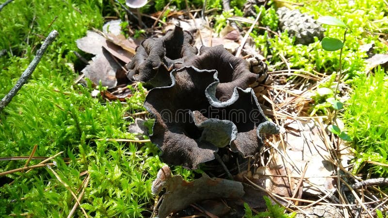 Mushrooms in the forest stock image Mushrooms in the forest stock image
