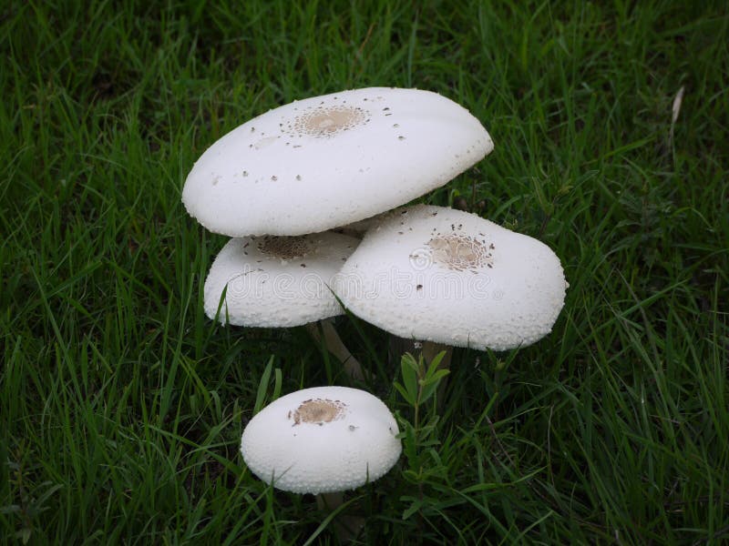 239 Coloured Mushrooms Stock Photos Free & RoyaltyFree Stock Photos