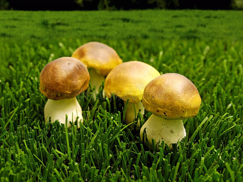 Mushrooms in the grass stock image. Image of colourful 6391429