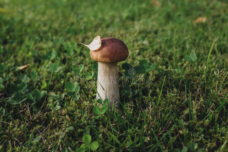 Mushrooms on the grass stock photo. Image of mushroom 102101890