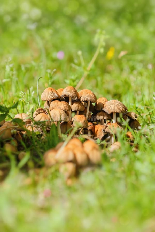 Mushrooms in Grass stock image. Image of ecosystem, grass 141472465