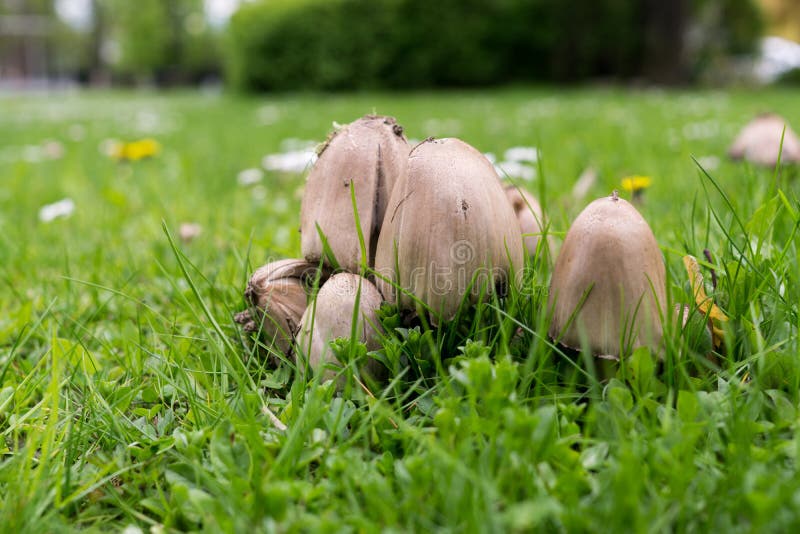 Mushrooms in the grass. Slovakia
