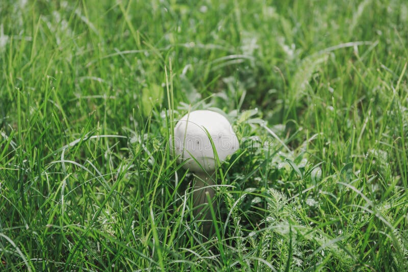 Mushrooms Grow in the Grass Stock Photo Image of fertile, grass 103523876
