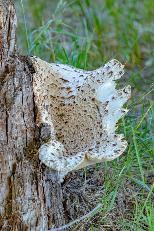 Mushrooms that Grow on Trees Stock Image Image of amanita, poisonous