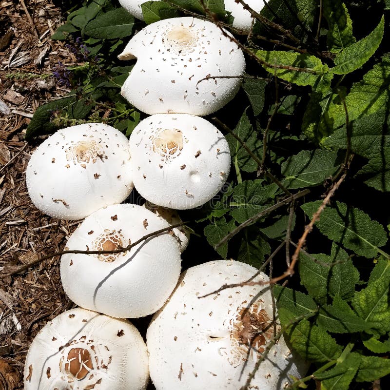 Mushrooms Growing after Days of Rain. Stock Photo Image of mushrooms