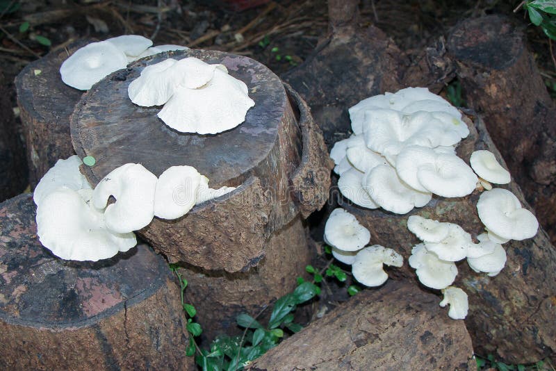 Mushrooms Growing on Dead Wood Stock Photo Image of dead, wild 75844972