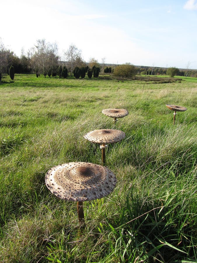 Mushrooms Growing in Grass stock photo. Image of flora 46736372