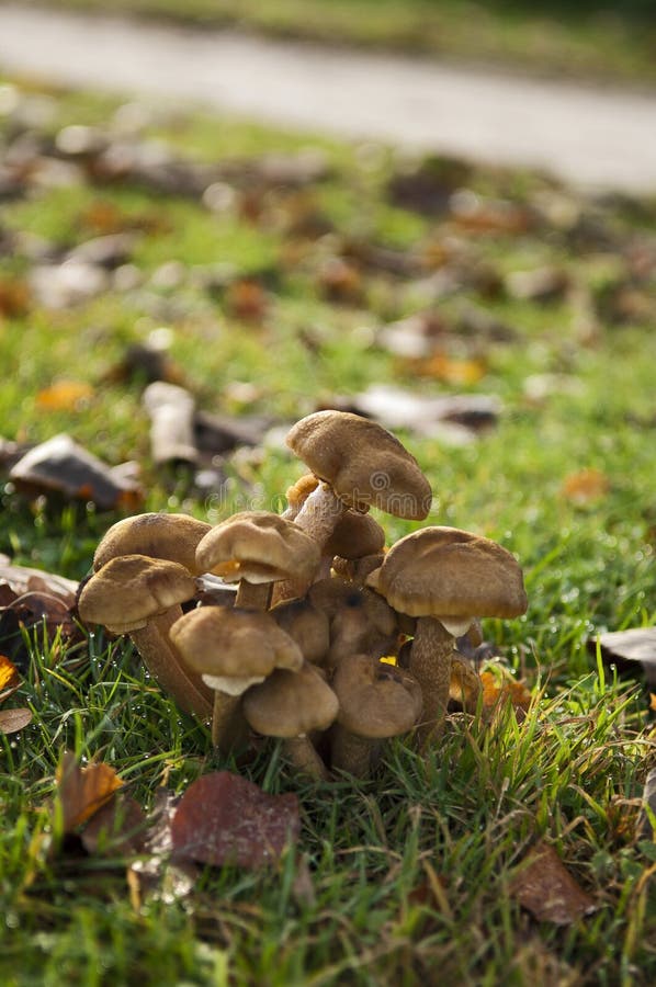 Mushrooms growing in grass stock photo. Image of daylight 30500944
