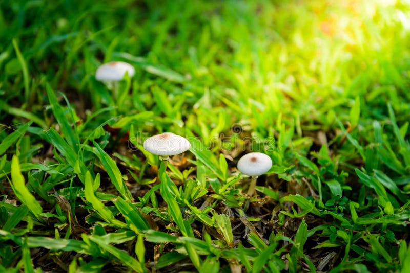 Mushrooms Growing in Grass stock image. Image of fungus 60148697