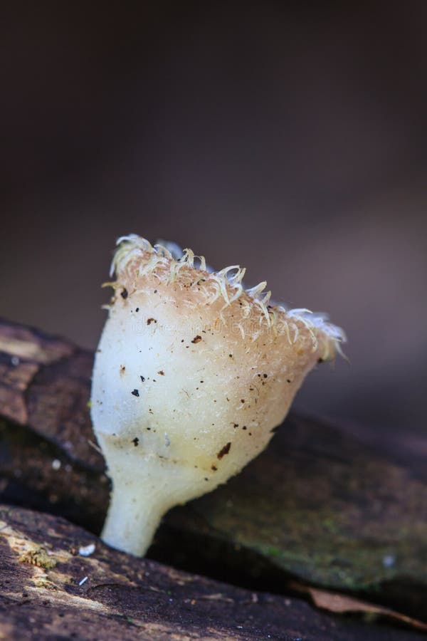 Mushrooms Growing on a Live Tree in the Forest Stock Photo Image of