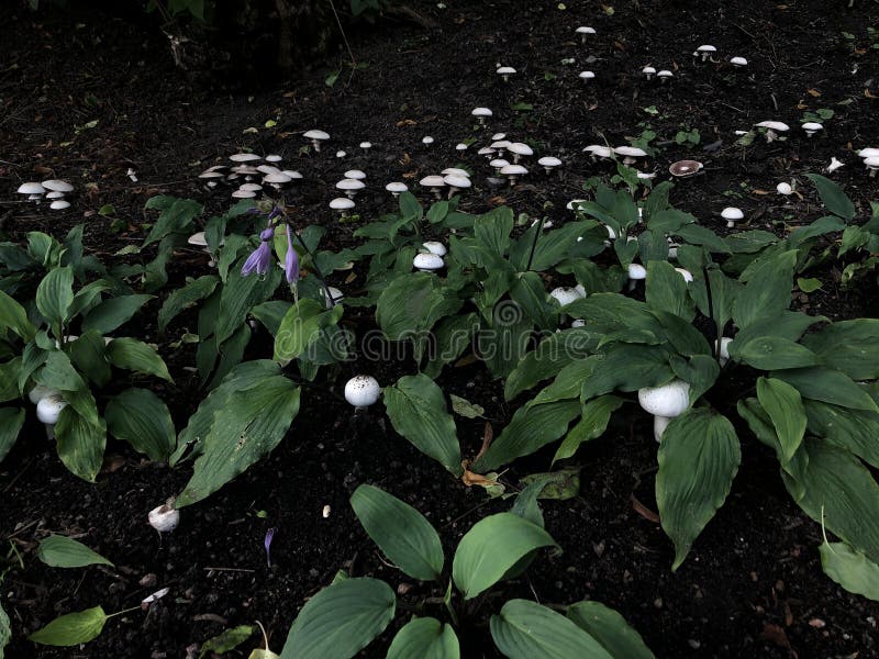 Mushrooms Growing Next To the Plants on the Soil Stock Photo Image of