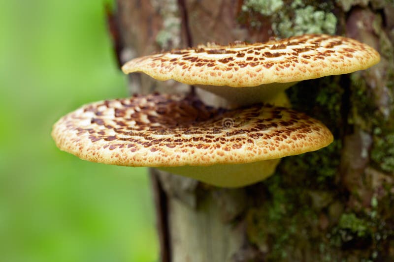 Mushrooms Growing On Tree