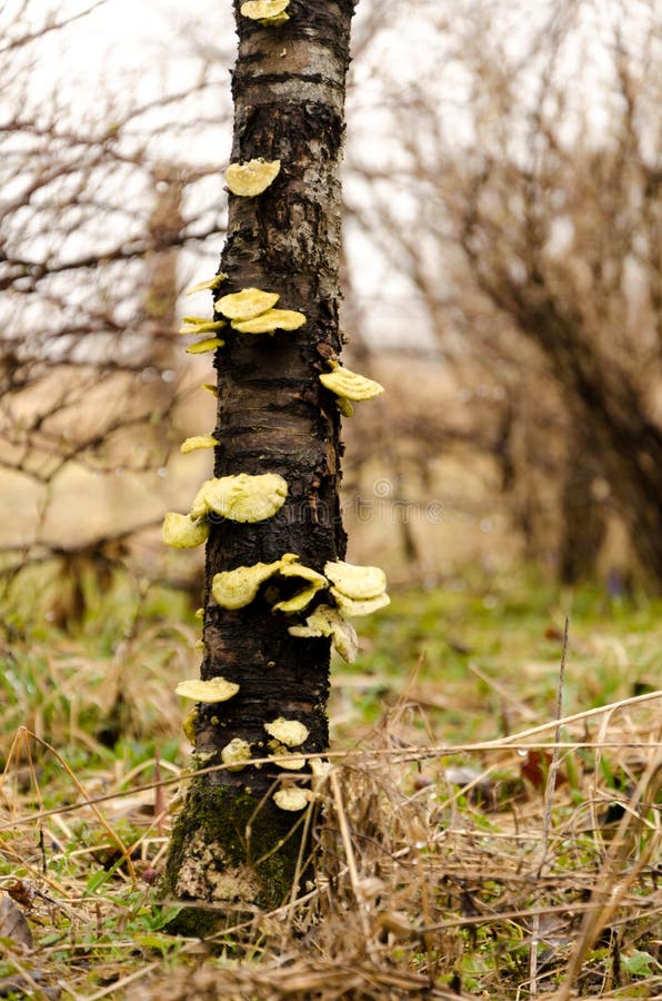 Mushrooms Growing on a Tree Body Stock Photo Image of birch, trunk
