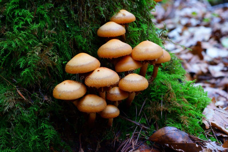 Mushrooms in clump on mossy tree stump, fall season nature details