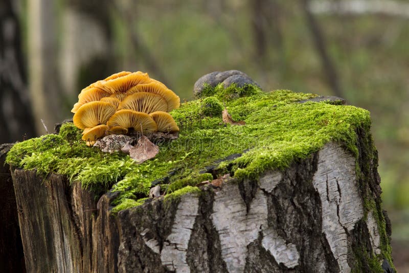 Mushrooms, growing on a tree stump