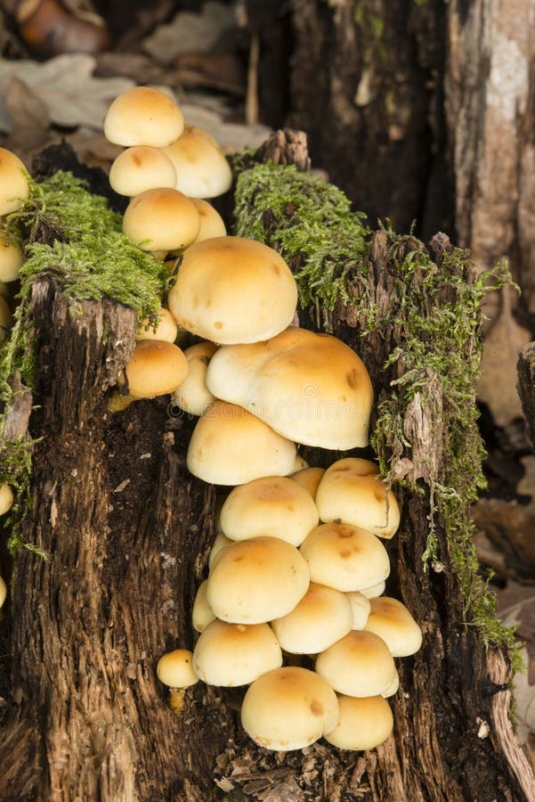 Mushrooms Growing on a Tree Stump Stock Image Image of closeup, humid