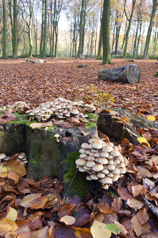 Mushrooms Growing on a Tree Trunk in Autumn Stock Image Image of