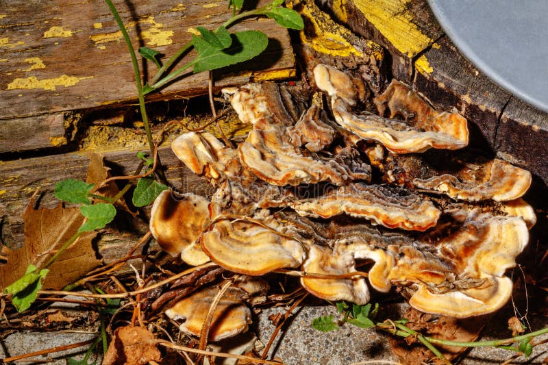 Mushrooms Growing on a Tree Trunk. Stock Photo Image of growth, grow