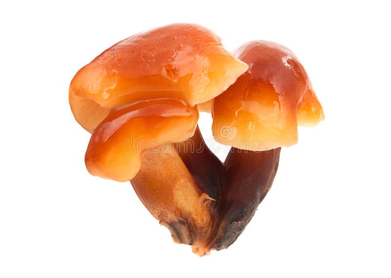 Wood ear mushroom stock image. Image of mushroom, edible 3179611