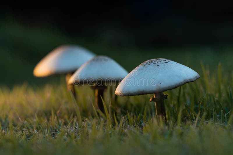 Mushrooms on the lawn stock photo. Image of meadow, life 224248760