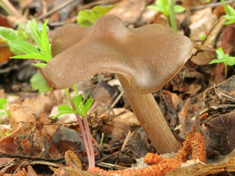 Mushrooms in leaf litter stock photo. Image of brake 10659882