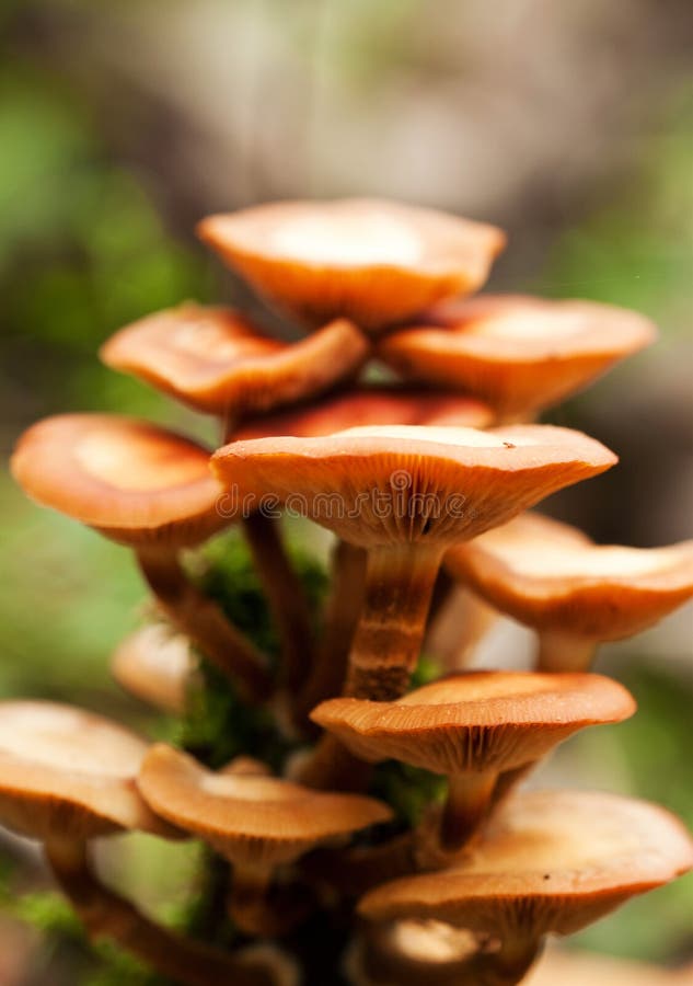 Macro of mushrooms stock image. Image of summer, fresh 16504021