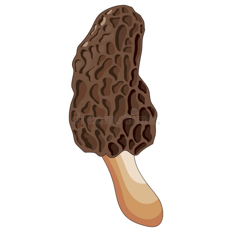 Morel Mushrooms Stock Illustrations 774 Morel Mushrooms Stock Illustrations, Vectors & Clipart