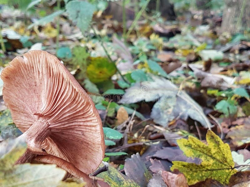 Mushrooms stock photo. Image of autumn, holland, mushrooms 81337526