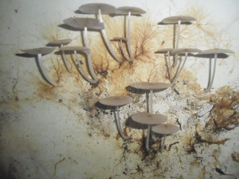 Mushrooms naturally bloom on a wall