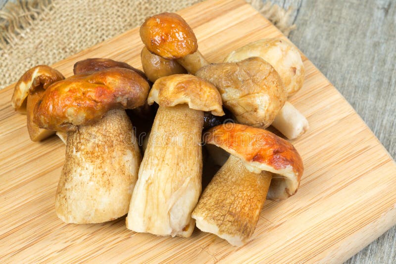 Mushrooms porcini stock image. Image of fresh, food, gourmet 47205313