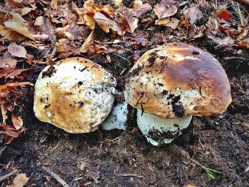 Porcini Mushrooms Boletus Edulis, Cep, Penny Bun, Porcino Or Ki Stock