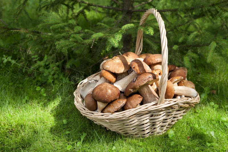 Mushrooms porcini in the wicker basket on the green grass.
