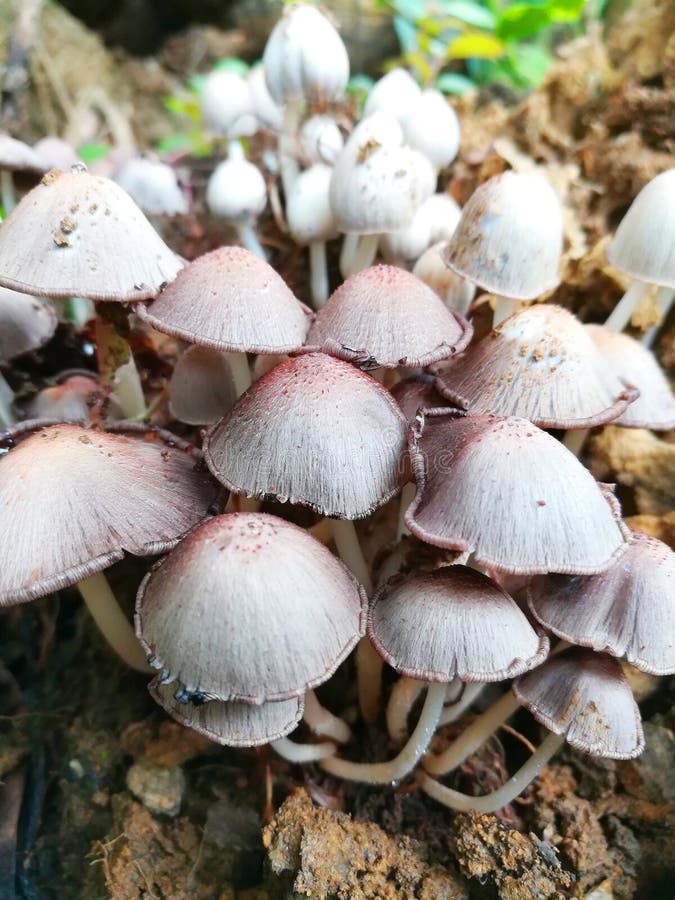 Mushrooms in the Rainy Season Stock Image Image of close, mushrooms