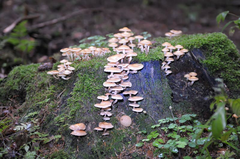 Mushrooms And Moss On Rock Picture. Image 88192885