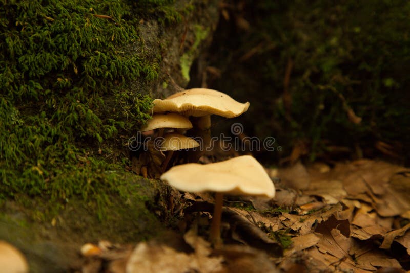 Mushrooms of Rock stock photo. Image of mushroom, desert 51751462