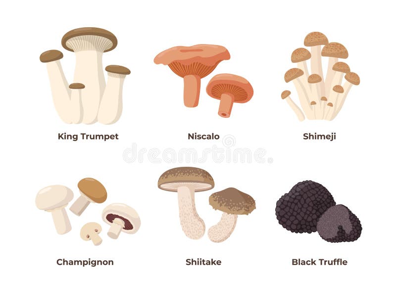 1,013 Shimeji Shitake Images, Stock Photos, 3D objects, & Vectors