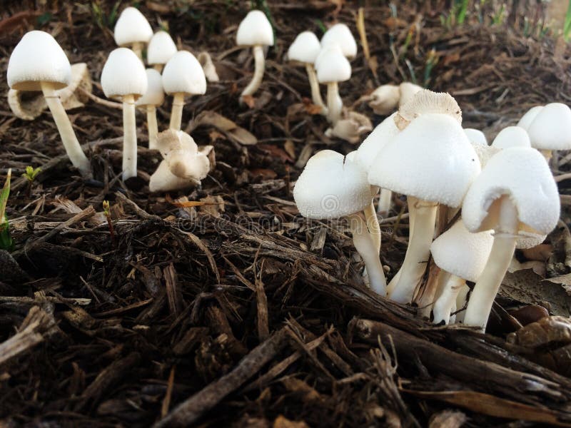 Closeup of Mushrooms in a Texas Field Stock Photo Image of