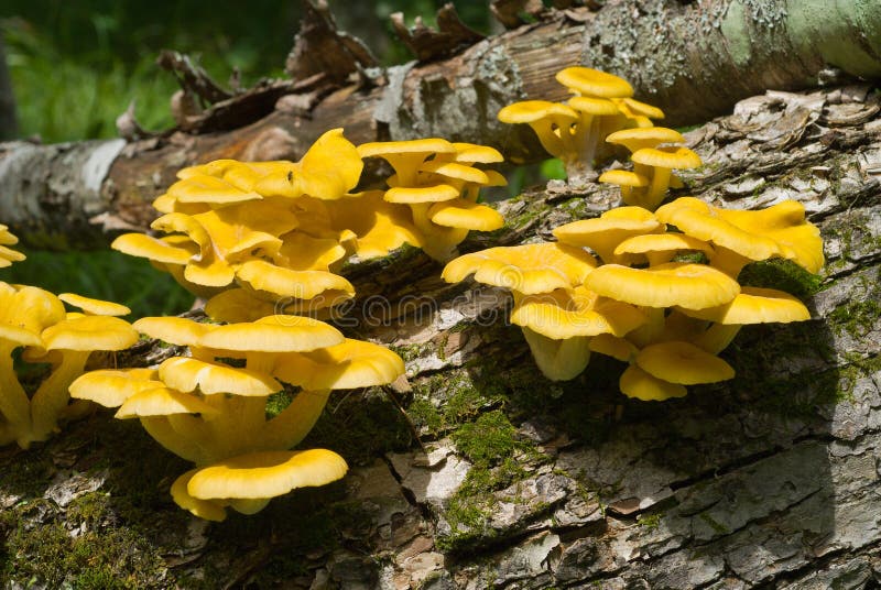 Mushrooms on tree 1