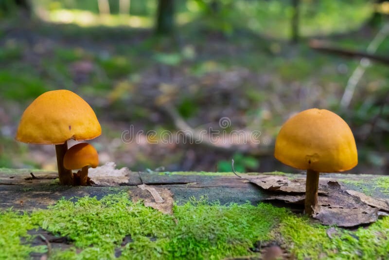 Small Mushrooms Grow on a Stump in the Autumn Forest. Stock Image Image of woodland, fall