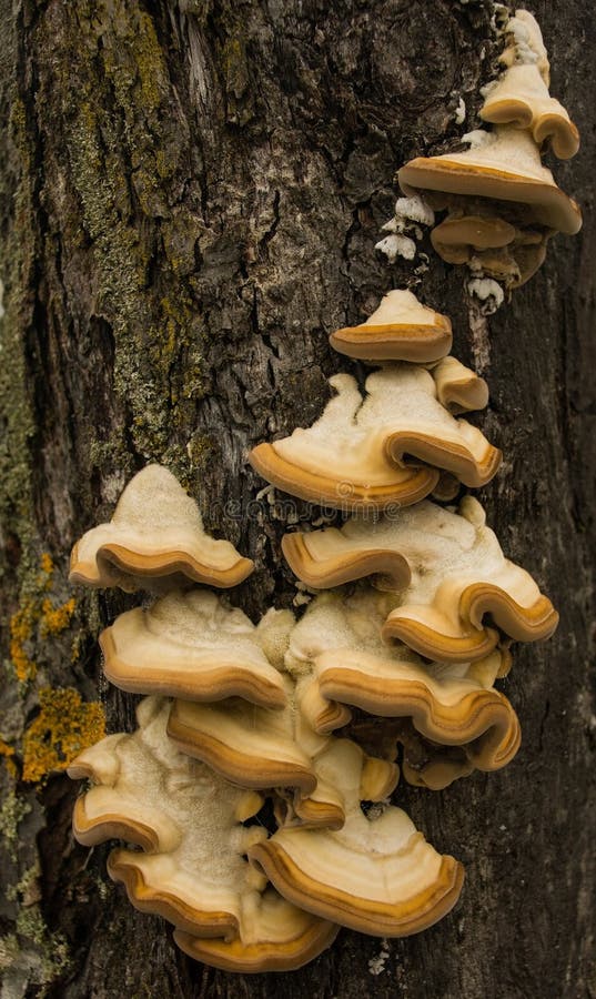Mushrooms on Tree Bark stock photo. Image of brown, austria 268353040