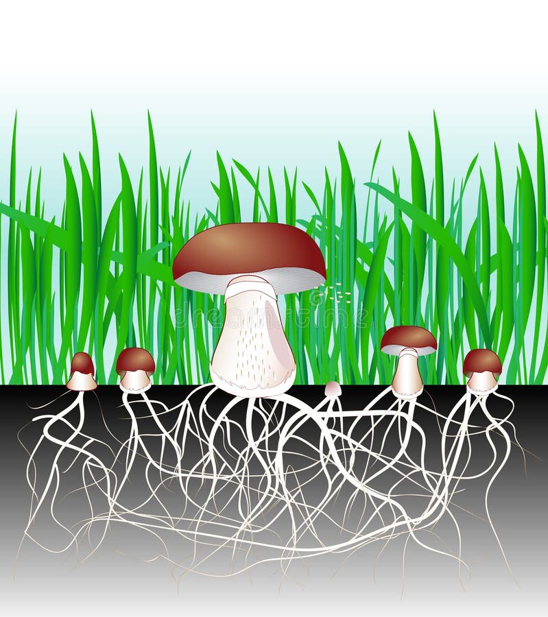 Mushrooms and vegetation. Fungus. Mycelium. Spore