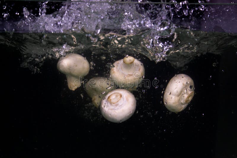 Mushrooms in Water Splash on Black Background Stock Photo Image of