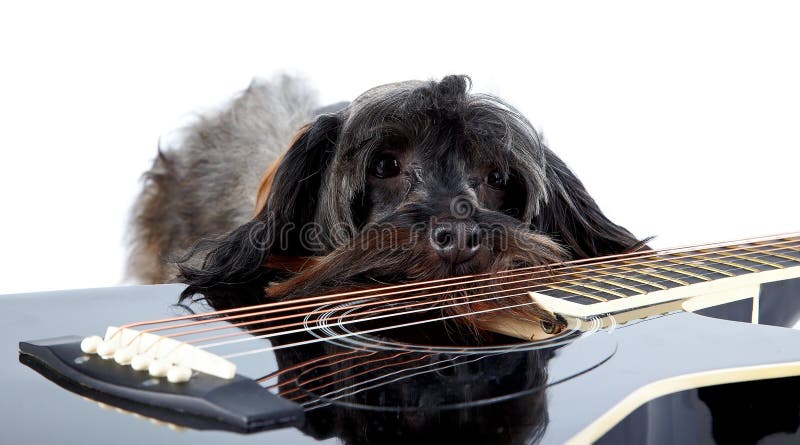 Sad doggie and guitar.